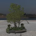 Lush Green Arbor With Multiple Trunks And Small Plants In Circular Planter By Waterfront