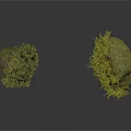 Two Green Plants Featuring Tree Like Structure And Stone Shaped Moss Growth