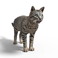 Realistic Gray Tabby Cat Standing Isolated On White Background With Detailed Fur