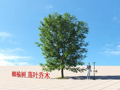 Quercus Deciduous Arbor 8 Meters Tall Growing Under Blue Sky On Paved Ground 3d model