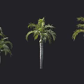 Various Tropical Palm Trees With Green Foliage And Different Trunk Shapes 3d model