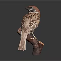 Sparrow Perched on Wooden Branch with Detailed Feathers Against Dark Background