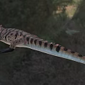 Crocodile Reptile With Open Mouth And Patterned Skin In Natural Habitat