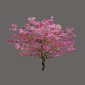 Stunning Flowering Tree with Lush Pink Blooms and Dark Trunk