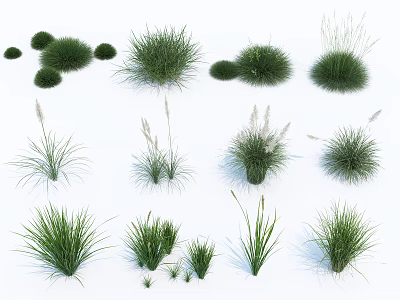 Various Types of Ornamental Grasses With Different Shapes and Natural Green Textures 3d model