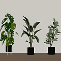 Indoor Potted Green Plants Various Types in Black Pots with Metal Stands and Wooden Floor
