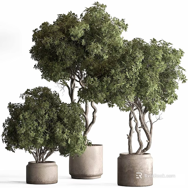 Beautiful Lush Green Bonsai Plants With Curved Trunks In Cylindrical Pots 3d model 