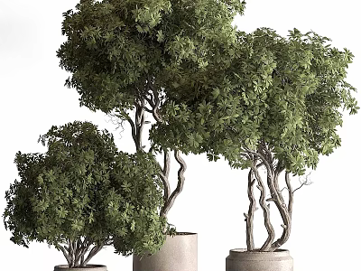 Beautiful Lush Green Bonsai Plants With Curved Trunks In Cylindrical Pots 3d model