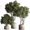 Beautiful Lush Green Bonsai Plants With Curved Trunks In Cylindrical Pots