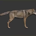 Realistic 3D Wolf Model With Detailed Fur And Natural Stance On Dark Surface