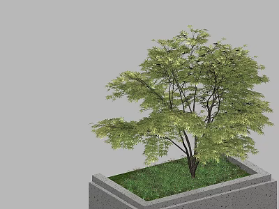 Square Concrete Tree Planter With Lush Green Leaf Tree And Grass 3d model