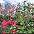 Vibrant Garden Flowers And Lush Greenery With Pink And Purple Blooms
