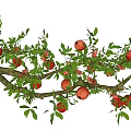 arbor pomegranate branch pomegranate tree pomegranate fruit garden fruit tree landscape modeling tree 3d model