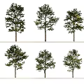 Different Arbor Varieties With Green Foliage And Straight Trunks Arranged In Rows 3d model
