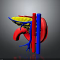 Human Organs 3D Anatomical Model Displaying Liver Stomach And Blood Vessels Structure