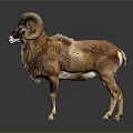 Brown Ram Taxidermy With Large Curved Horns Standing On Dark Background With Reflection