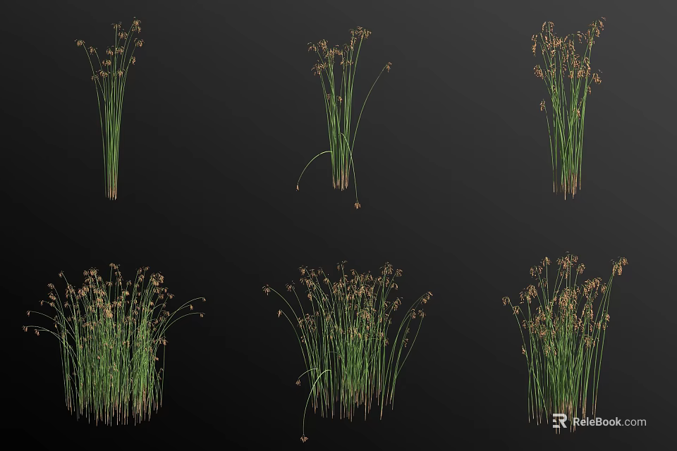 Aquatic Plants With Green Foliage And Different Growth Forms For Water Garden Decoration 3d model 