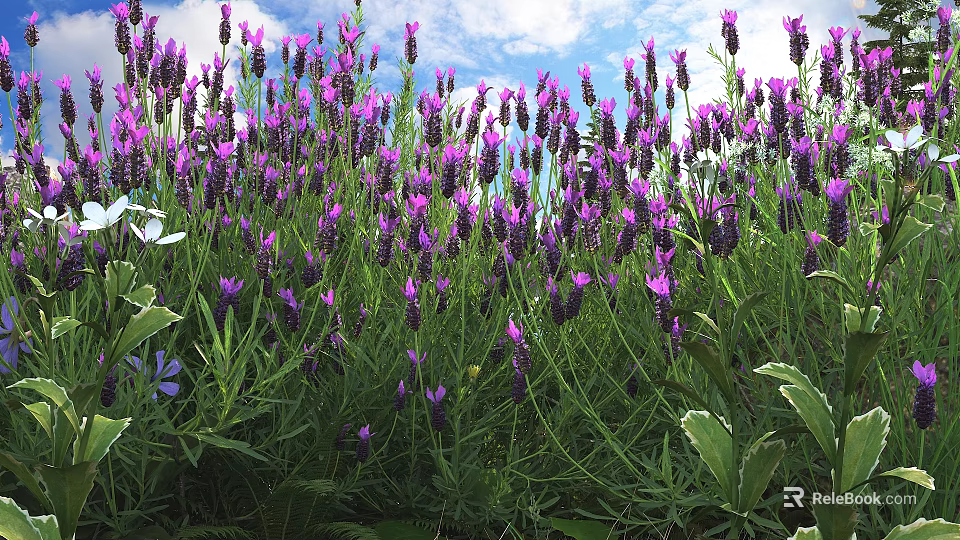 Blooming Lavender Flowers In Field With Green Stems And Purple Blooms 3d model 