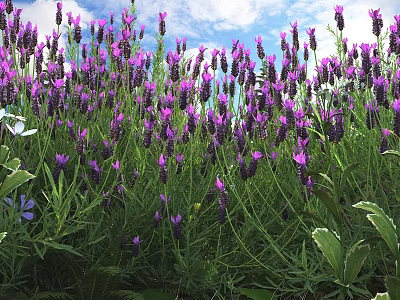 Blooming Lavender Flowers In Field With Green Stems And Purple Blooms 3d model
