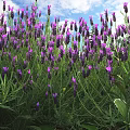 Blooming Lavender Flowers In Field With Green Stems And Purple Blooms