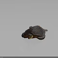 Vibrant Turtle With Blue Orange Patterned Shell And Yellow Spotted Head On Gray Background 3d model