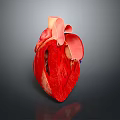 Detailed Human Thoracic Organ Heart Anatomical 3D Model Showing Internal Structure