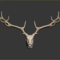 Deer Skull With Antlers And Detailed Bone Structure Against Dark Background