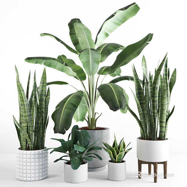 Indoor Lush Green Potted Plants with Various Leafy Types in Decorative Pots 3d model 