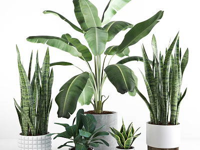 Indoor Lush Green Potted Plants with Various Leafy Types in Decorative Pots 3d model