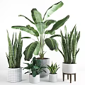 Indoor Lush Green Potted Plants with Various Leafy Types in Decorative Pots