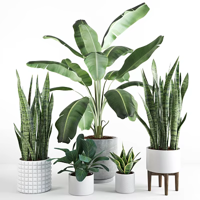 Indoor Lush Green Potted Plants with Various Leafy Types in Decorative Pots 3d model