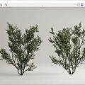 Lush Green Ornamental Trees With Dense Foliage And Branches For Garden Landscaping Design