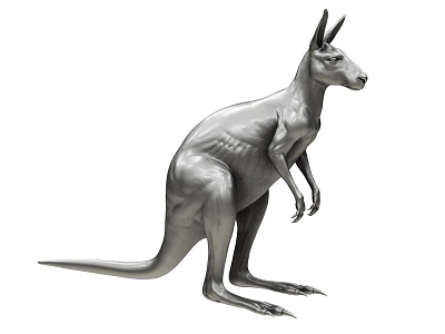 Kangaroo model