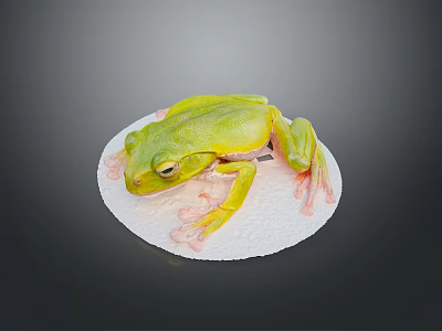 Bright Green Reptile Lizard Resting On White Circular Surface Against Dark Background 3d model