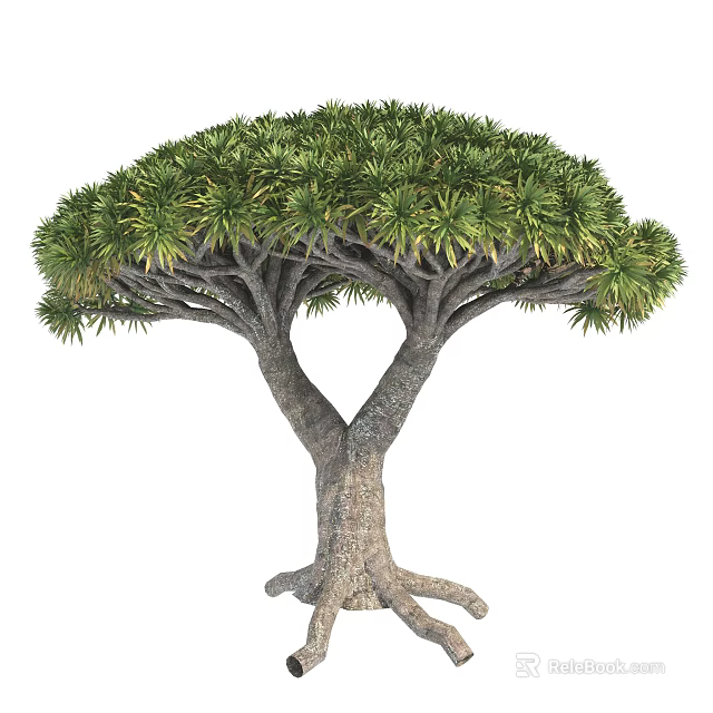 Distinctive Tree With Forked Trunk Lush Green Canopy And Exposed Roots 3d model