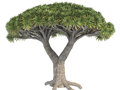 Distinctive Tree With Forked Trunk Lush Green Canopy And Exposed Roots 3d model