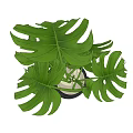 Bonsai Potted Plant with Green Monstera Leaves in Black Fabric Pot