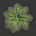 Lush Green Plant Leaves With Vibrant Foliage Isolated On Dark Background