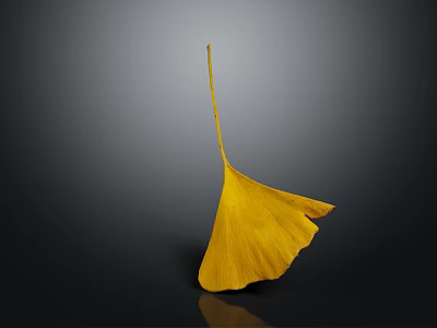 Golden Ginkgo Leaf With Visible Veins Isolated On Dark Background Surface 3d model