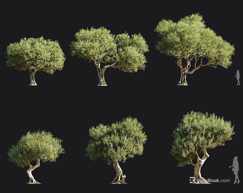 Various Olive Trees With Distinct Natural Shapes And Landscape Design Elements 3d model 
