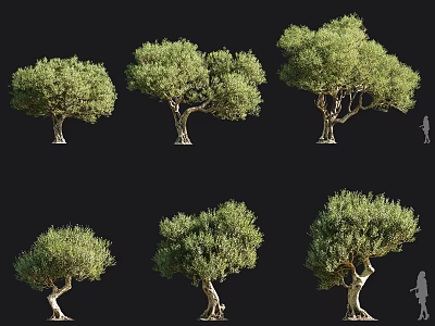 Various Olive Trees With Distinct Natural Shapes And Landscape Design Elements 3d model