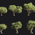 Various Olive Trees With Distinct Natural Shapes And Landscape Design Elements