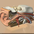 Human Ear Internal Structure Showing Cochlea Ossicles And Anatomical Details 3d model