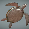 Modern Turtle 3d model
