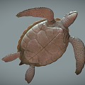 Modern Turtle 3d model