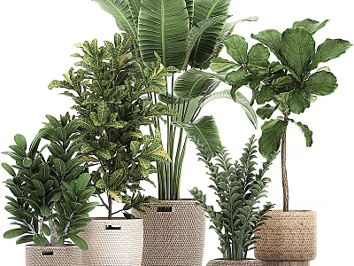 Various Green Potted Plants In Woven Baskets For Indoor Home Decor 3d model