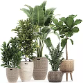 Various Green Potted Plants In Woven Baskets For Indoor Home Decor