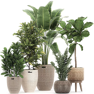 Various Green Potted Plants In Woven Baskets For Indoor Home Decor 3d model