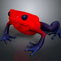 Colorful Red Frog with Blue Legs and Black Eyes on Gray Surface