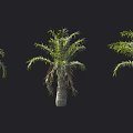 Multiple Palm Trees With White Trunks And Green Fronds Arrangement 3d model